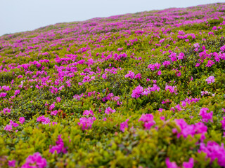 Obraz premium Landscape with rhododendron flowers in Romania montain.