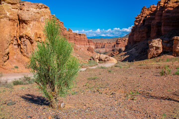 Charyn Canyon, Valley of Castles. The excellence of Kazakhstan. Panorama of natural unusual landscape. The red canyon of extraordinary beauty looks like a Martian landscape. © Vera