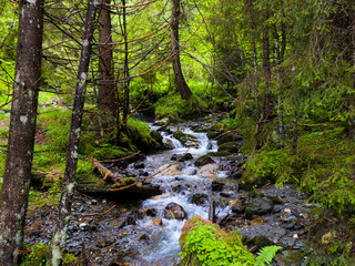 Fototapeta premium River with wonderful springtime landscape in mountains. Wild river waterfall in Romanian mountain forest.