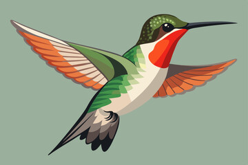Obraz premium Ruby-throated Hummingbird vector art illustration.