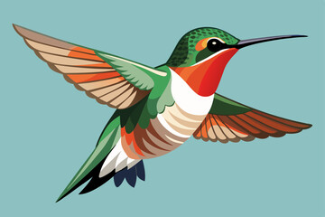 Fototapeta premium Ruby-throated Hummingbird vector art illustration.