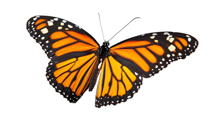 Obraz premium A vibrant monarch butterfly displaying striking orange and black wings in flight.
