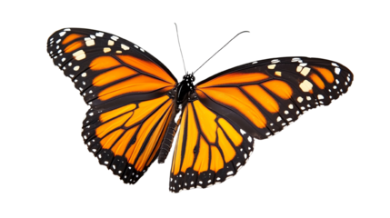 A vibrant monarch butterfly displaying striking orange and black wings in flight.