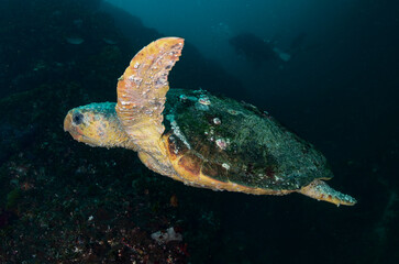 tartaruga marina
