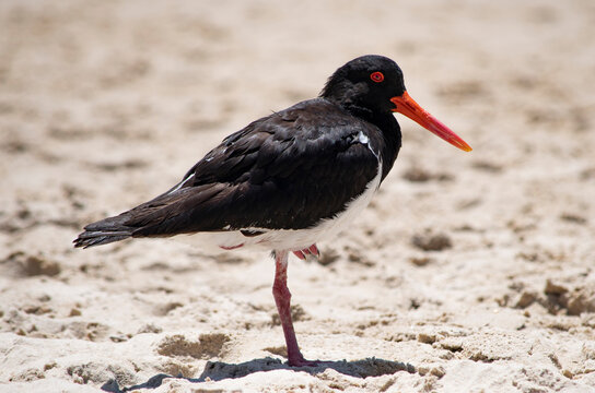 uccello australia