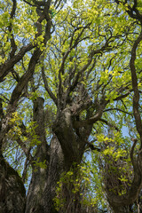 Fototapeta premium trees in the park