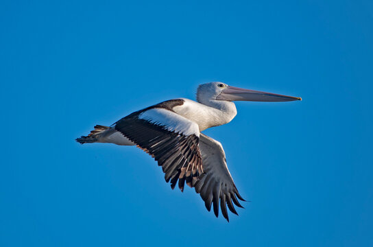 cormorani uccelli