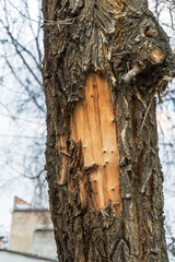 Detailed close-up of a tree trunk showcasing its rough, textured bark with a visible patch of stripped wood. The natural patterns and contrasting textures highlight the raw beauty of the tree