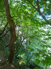 Fototapeta premium Lush forest path with cascading waterfall view