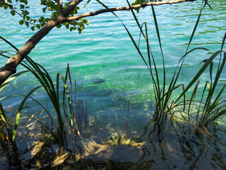 Clear water with aquatic plants near shore