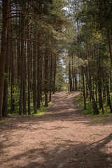 The road in the forest