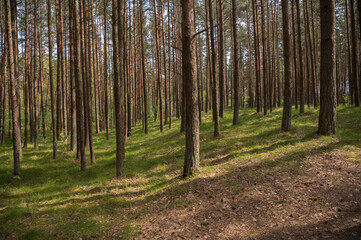 footpath in the forest