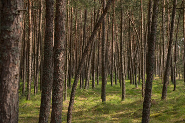 Fototapeta premium trees in the forest