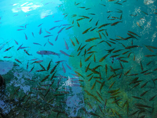 Vibrant underwater scene with swimming fish