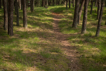Obraz premium path in the forest