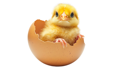 Chick hatching from egg, isolated on white background