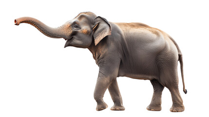Obraz premium Elephant with trunk raised, white isolated background.