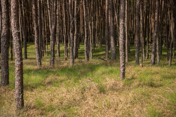 forest in the morning