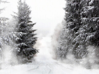 winter landscape;