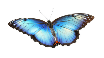 Obraz premium Vibrant blue butterfly on a white isolated background.