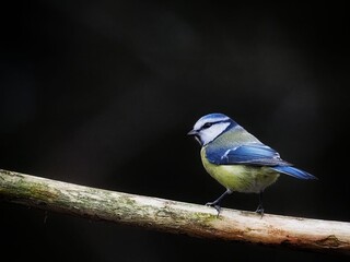 Obraz premium Eurasian Blue Tit (Cyanistes caeruleus) Cute blue bird, birdwatching 