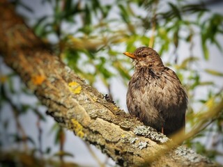 Eurasian Blackbird (Turdus merula) Cute bird and black bird
