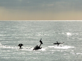 Cormorants taking flight over the Mediterranean Sea