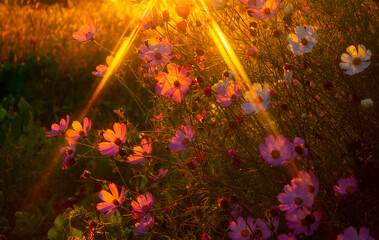 Evening landscape with cosmos and the Sun. 
The combination of cosmos flowers creates a sense of...