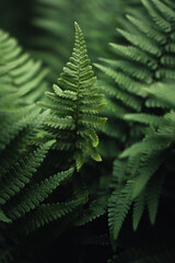 Closeup picture of the leaves of a fern bush © Stefano Dosselli
