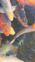  lago tranquilo repleto de peixes vermelhos vibrantes, possivelmente carpas koi, que adicionam um contraste v&iacute;vido &agrave;s &aacute;guas serenas.