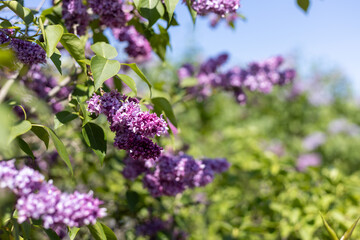 Obraz premium Purple lilac flowers blooming on bush in spring garden