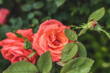 Coral roses blooming in summer garden after rain