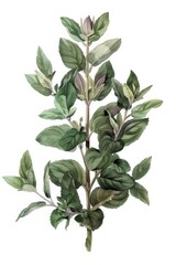 An old botanical illustration of sage, isolated on white, showcasing the plants leaves and detailed