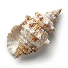 Obraz premium Shell of a raw mollusk isolated on a white background, ideal for seafood and culinary