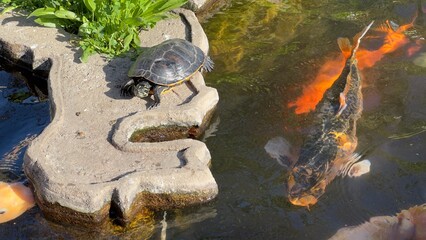  lago tranquilo repleto de peixes vermelhos vibrantes, possivelmente carpas koi, que adicionam um contraste v&iacute;vido &agrave;s &aacute;guas serenas.