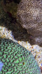 peixes aquario
