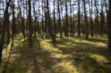 Fototapeta premium forest in the morning blur background