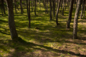 Blurred background of trees in the forest