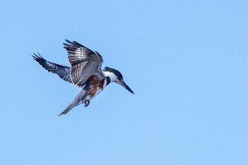 A belted kingfisher (Megaceryle alcyon), that appears to be female, flying in a blue sky over...