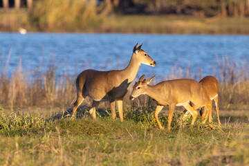 A white-tailed deer (Odocoileus virginianus) frolicking by the Myakka River in Florida