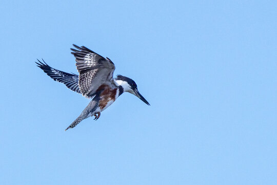 A belted kingfisher (Megaceryle alcyon), that appears to be female, flying in a blue sky over Emerson Point, Florida