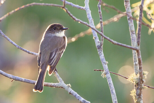 An eastern phoebe (Sayornis phoebe) on a branch, backlit by the sunset in southwest Florida