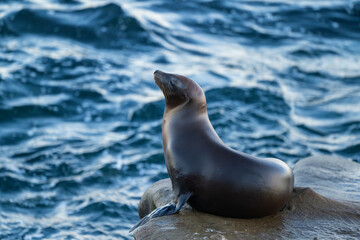 Naklejka premium California Sea Lion at La Jolla