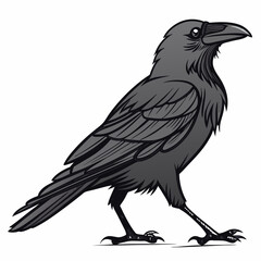 Fototapeta premium magpie bird