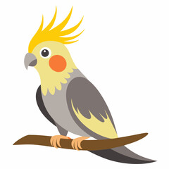cockatiel bird