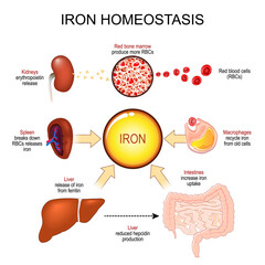 Iron homeostasis. Hemochromatosis and Iron deficiency anemia.