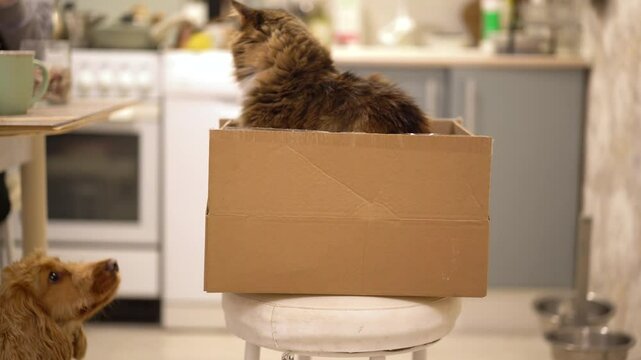 The cat peeks out of the box. A cat hides from a dog