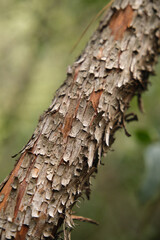 Close-up of a tree trunk