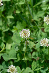 Fototapeta premium White clover flowers