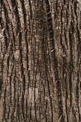 Close-up of a tree trunk